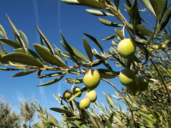 Aceitunas verdes de cerca — Foto de Stock