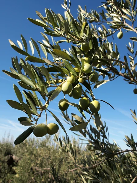 Aceitunas verdes — Foto de Stock