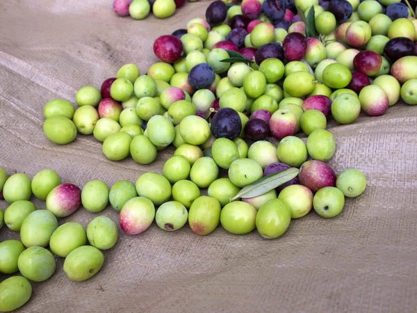 taze zeytin