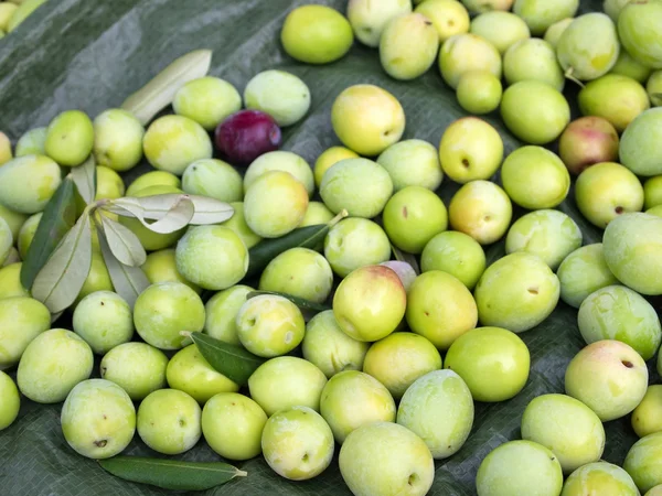 Grön oliv frukter — Stockfoto