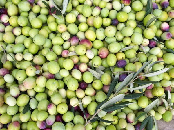 Grüne Oliven bereit für die Verarbeitung — Stockfoto