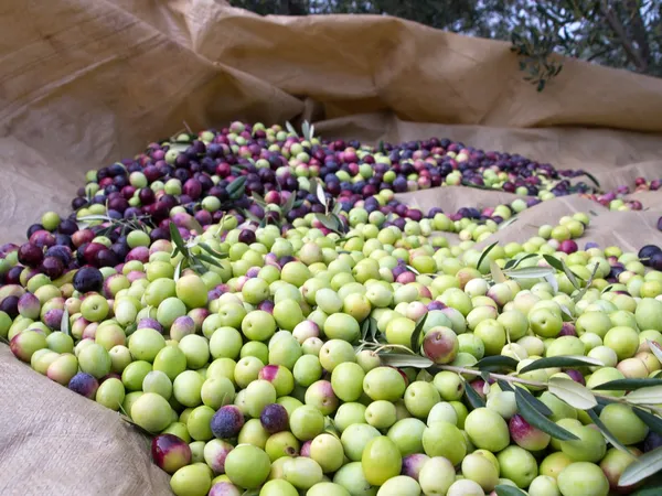 Molti hanno appena raccolto olive. — Foto Stock