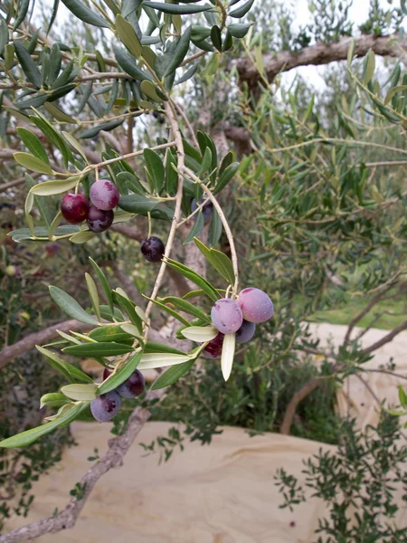 Оливкові плоди на дереві — стокове фото