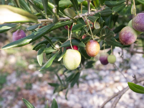 Oliven auf Baum — Stockfoto