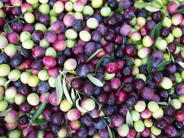 Oliven aus nächster Nähe — Stockfoto