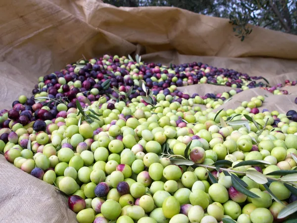Viele gerade gepflückte Oliven lizenzfreie Stockfotos