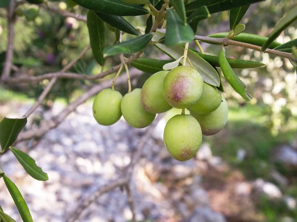 Olive verdi sull'albero — Foto Stock