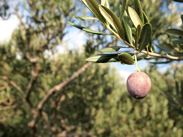 Olive auf Baum — Stockfoto
