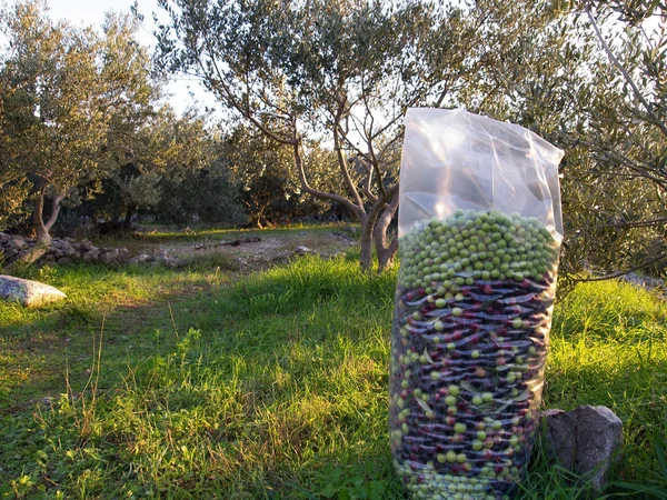 Olive in sacchetto di trasporto — Foto Stock