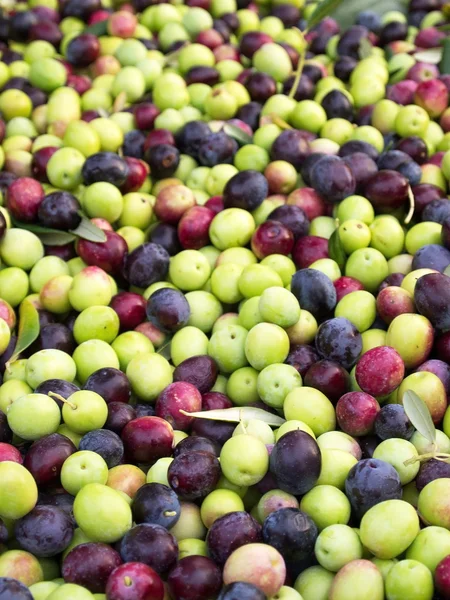 Olive pronte alla lavorazione — Foto Stock