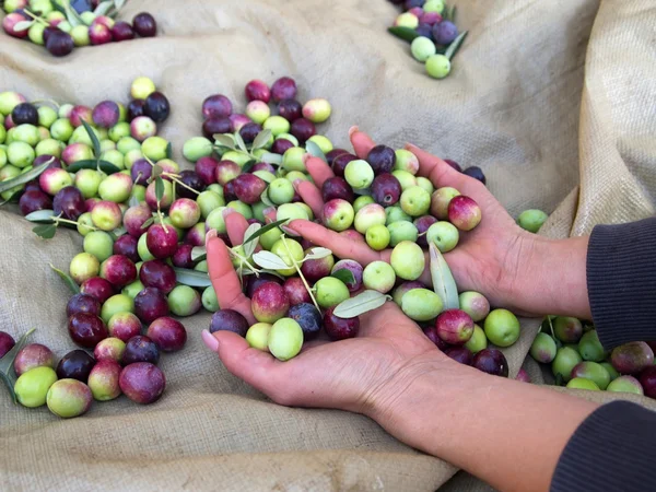 Mujer sosteniendo aceitunas — Foto de Stock