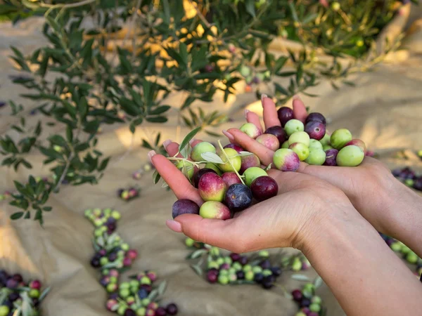 Свіжі оливки в руці жінки Стокове Фото