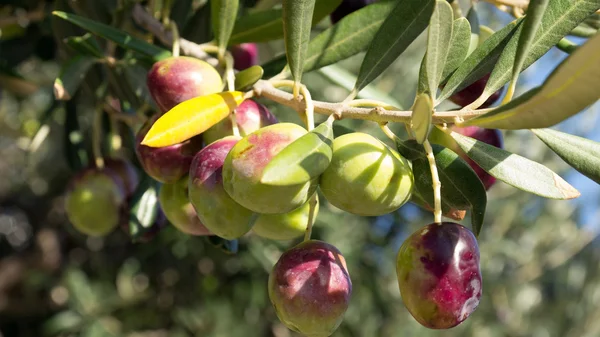 Oliven auf Baum — Stockfoto