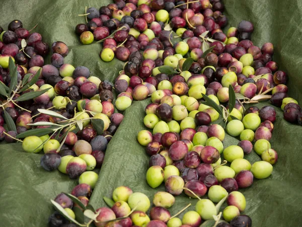 Raccolta delle olive — Foto Stock