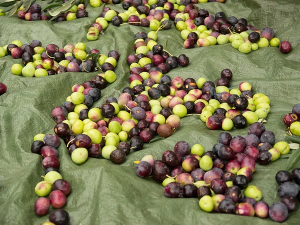 Aceitunas frescas maduras — Foto de Stock