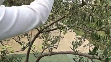 Woman picking green olives