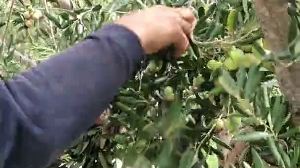 Picking green olive fruits — Stock Video