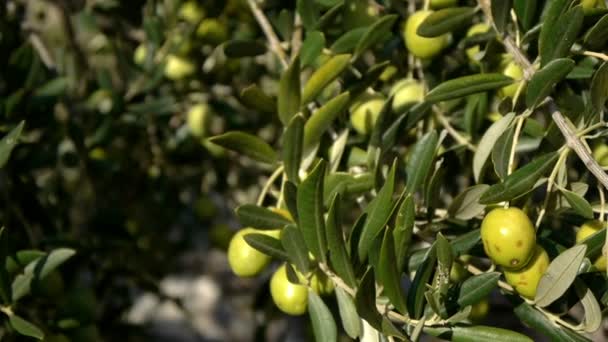 Зеленые оливки — стоковое видео