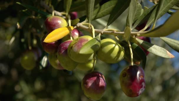 Оливка на дереве — стоковое видео