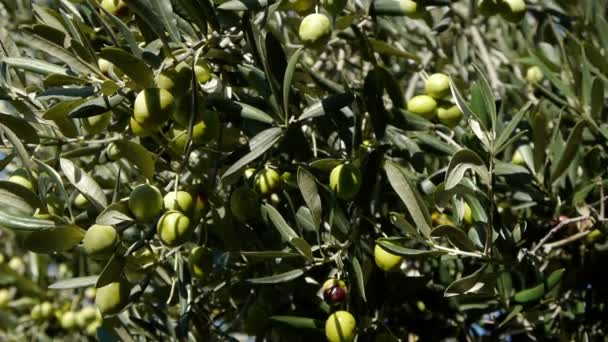 Olives mûres 