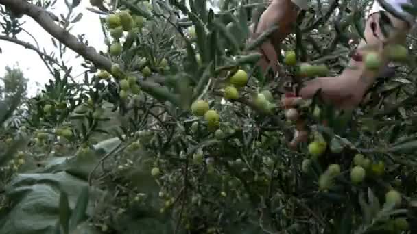 Recoger aceitunas del árbol — Vídeo de stock