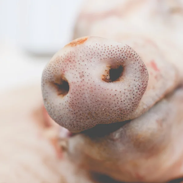 Schnauze eines Schweins — Stockfoto