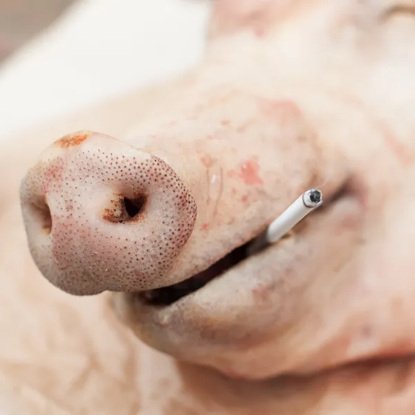 Schweinekopf mit Zigarette, "Rauchen tötet" -Konzept — Stockfoto