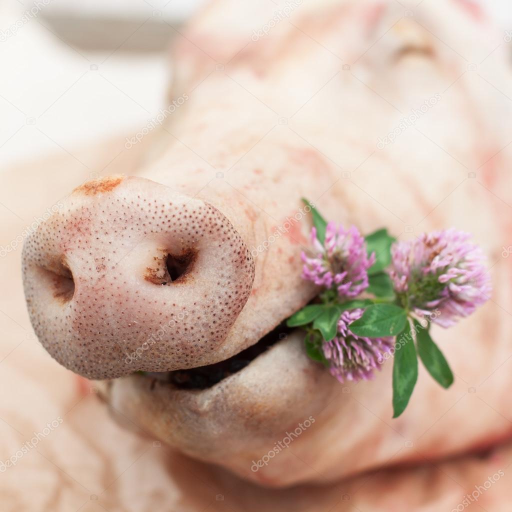 A Pig Holding a Small Bunch of Clovers, Snout of a Pig