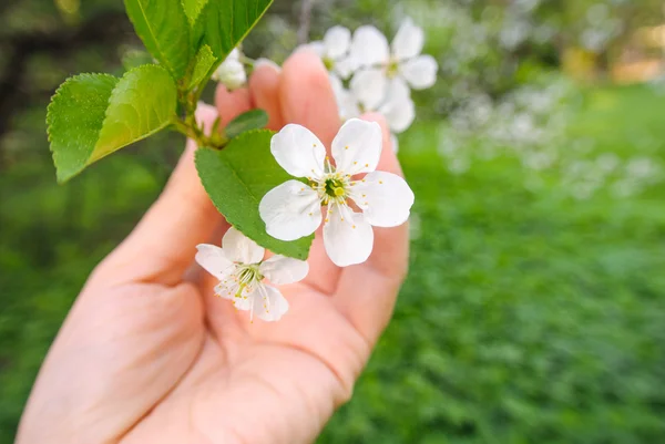 Witte bloem van een kers — Stockfoto