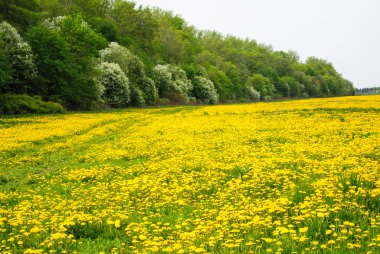 karahindiba ile bahar manzarası