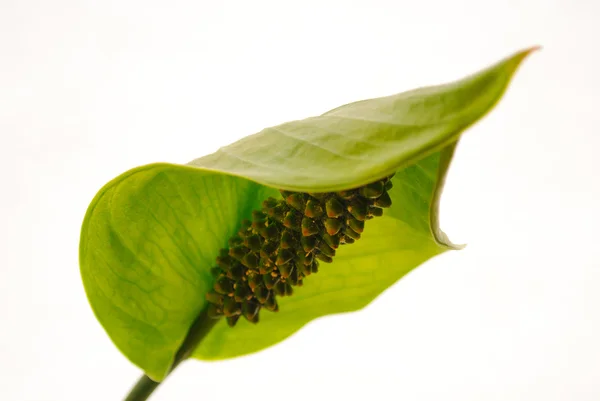 Jonge, bloeiende Spathiphyllum — Stockfoto