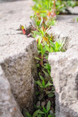 beton plaka bir boşlukta büyüyen çimen