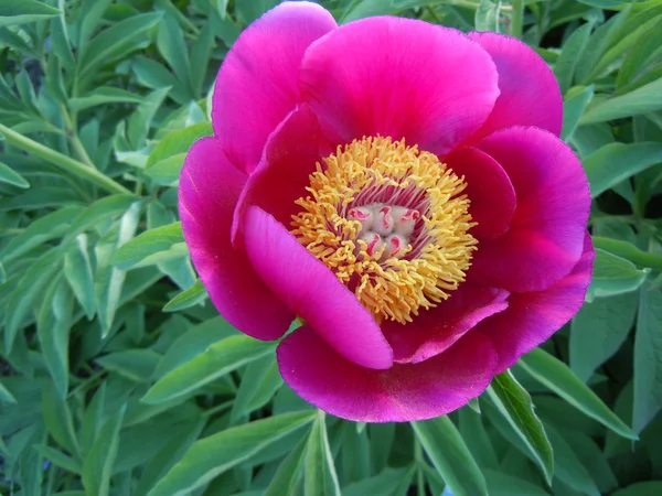 Kırmızı peonies Bush