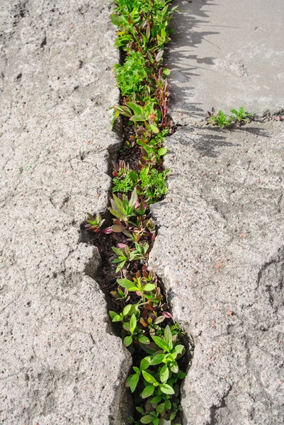 Trawa rośnie w pewien roztrzaskać płyty betonowe Obraz Stockowy