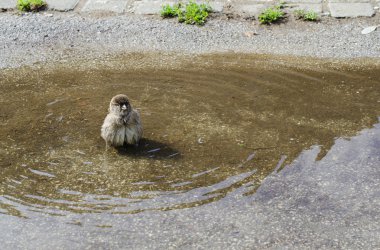 Sparrow in ein Wasserbecken