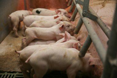 Bir domuz çiftliğinde samanların ve yavru domuzların üzerine uzanmış verimli bir şekilde.