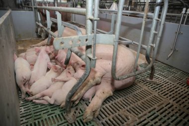 Domuz çiftliklerinde sandık yetiştiriyorum. Domuz çiftliği - domuz çiftliği. Birçok domuz domuz anne sütü yiyor..