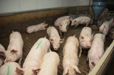 Piglets indoors on a pig farm