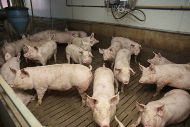 Piglets indoors on a pig farm