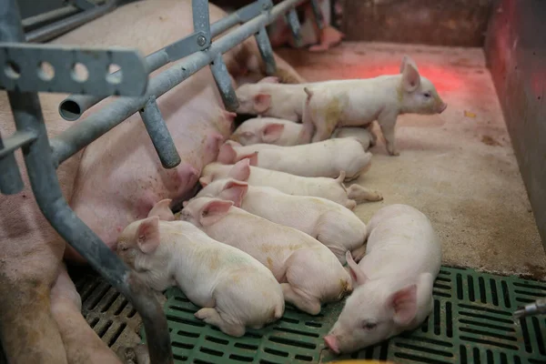 Criação Gado Leitões Que Alimentam Mãe Porco — Fotografia de Stock