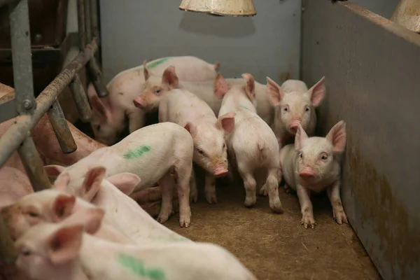 농장에서 상자를 경작하고 있습니다 돼지들 돼지고기 모유를 — 스톡 사진
