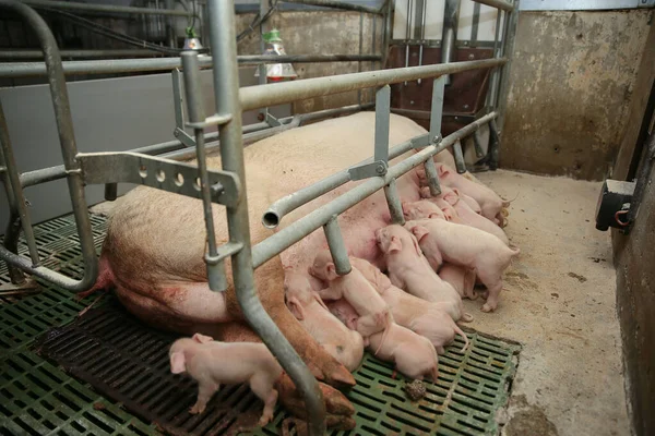 Criação Gado Leitões Que Alimentam Mãe Porco — Fotografia de Stock