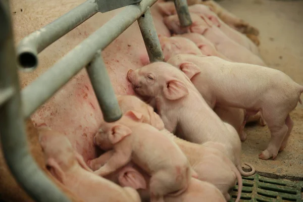 농장에서 상자를 경작하고 있습니다 돼지들 돼지고기 모유를 — 스톡 사진