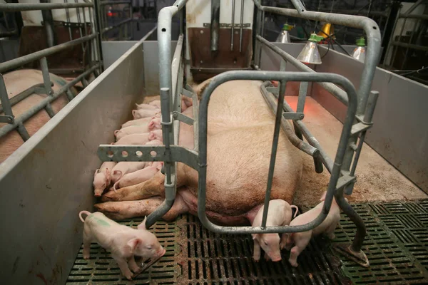 사육입니다 어머니 돼지에서 Piglets — 스톡 사진
