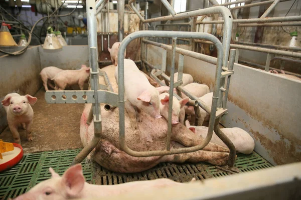 사육입니다 어머니 돼지에서 Piglets — 스톡 사진