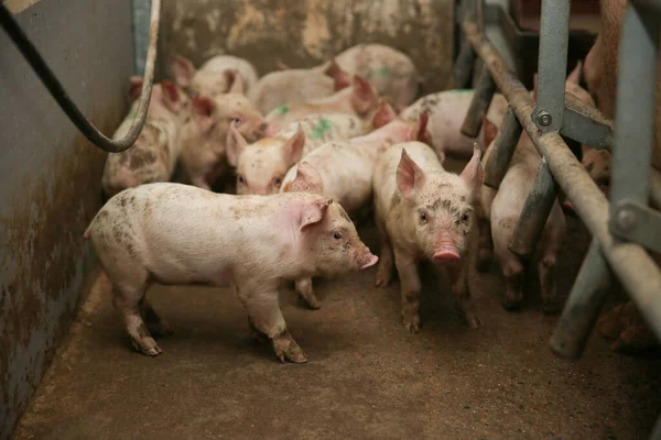 마리가 농장에 있어요 먹이를 기다리고 포유류 집단입니다 돼지가 고기를 장사를 — 스톡 사진