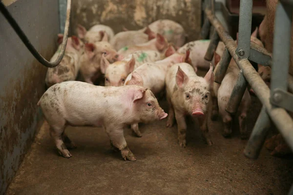 Cerdito Granja Grupo Mamíferos Esperando Alimento Cerdos Establo Animales Populares —  Fotos de Stock