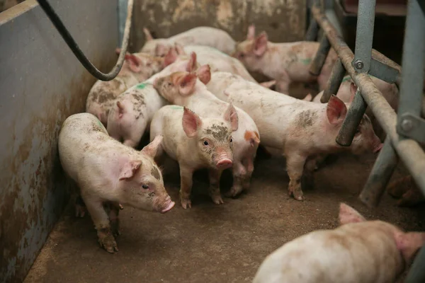 마리가 농장에 있어요 먹이를 기다리고 포유류 집단입니다 돼지가 고기를 장사를 — 스톡 사진