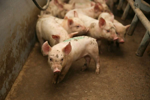 마리가 농장에 있어요 먹이를 기다리고 포유류 집단입니다 돼지가 고기를 장사를 — 스톡 사진