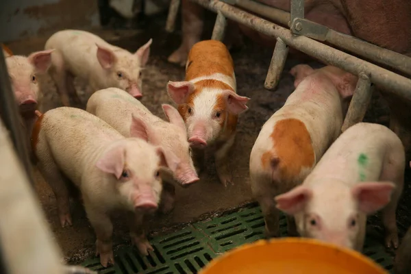 Pequeno Leitão Quinta Grupo Mamíferos Espera Alimentação Porcos Estábulo Animais — Fotografia de Stock